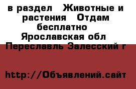  в раздел : Животные и растения » Отдам бесплатно . Ярославская обл.,Переславль-Залесский г.